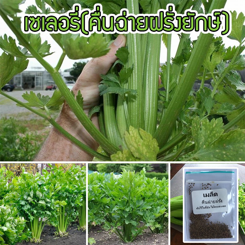 เมล็ดพันธุ์ คื่นฉ่ายยักษ์ คื่นฉ่ายฝรั่ง เซเลอรี่ (celery) ขึ้นฉ่ายฝรั่งต้นใหญ่ 400 เมล็ด [10 แถม 1 ค