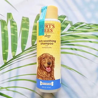 เบิร์ตบีส์ แชมพูอาบน้ำ สำหรับสุนัข Itch-Soothing Shampoo for Dogs with Honeysuckle 473 ml (Burts Bees®) ลดผิวแห้ง คัน