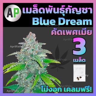 ♀️คัดเพศเมีย เมล็ดกัญชา บลูดรีม เมล็ดพันธุ์กัญชา Blue Dream เมล็ดสายพันธุ์แท้💯% บรีดไทย