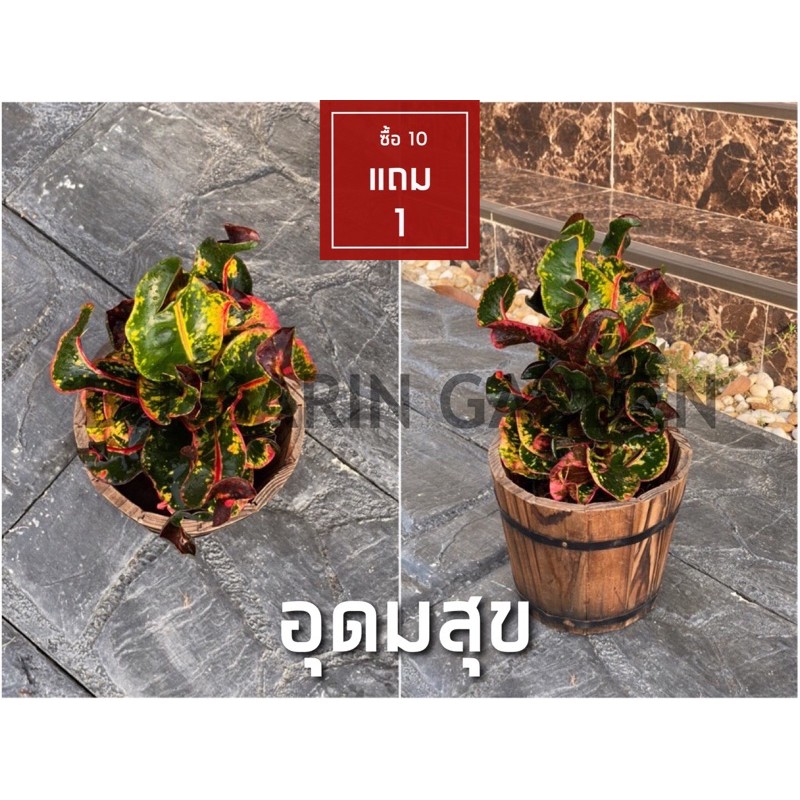 ต้นโกสนพันธุ์ อุดมสุข ไซส์เล็ก กระถาง 5" สูง 15-20 เซนติเมตร ซื้อ 10 แถม 1 (จัดส่งแบบถอดกระถาง+รับประกันสินค้า)