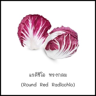 เมล็ดแรดิชิโอ ทรงกลม (Round Red Radicchio) 50 เมล็ด [10 แถม 1 คละได้]