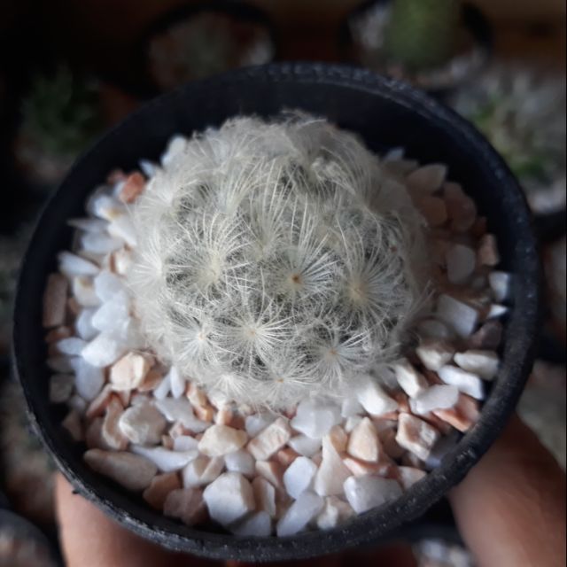 แมมขนนก🌵ต้นละ  20 บาท 🌵 กระบองเพชร ไม้อวบน้ำ 🌵 cactus &amp; succulents 🌵