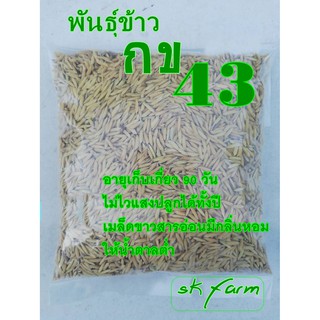 พันธุ์ข้าวกข43ข้าวให้น้ำตาลต่ำ ชุดทดลองขนาด1กิโลกรัมข้าวไม่ไวแสงปลูกได้ตลอดทั้งปี