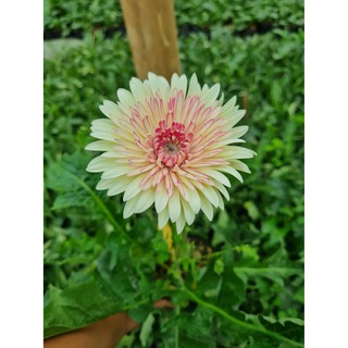 เยอบีร่า Gerbera Daisyขาวใส้ชมพู ไม้ประดับดูดสารพิษ เยอบีร่า ส่งพร้อมติดดอก