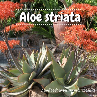 Aloe striata อะโลสเตรียตา ไม้เพาะเมล็ด อะโลพันธุ์แท้ #Aloestriata