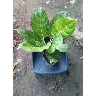 seeds Aglaonema Varities (Red Siam, Doña Carmen, Chinese EverGreenc50 เมล็ด (ไม่ใช่พืชที่มีชีวิต)