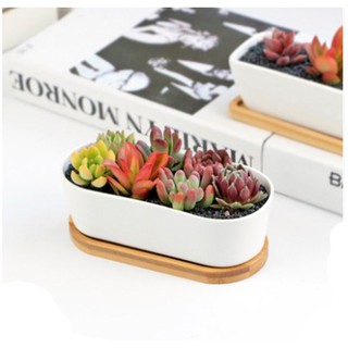 กระถางเซรามิก กระถางแคคตัส จัดสวนถาด พร้อมจานรอง ทรงอ่าง ขอบมน Simple Nordic Creative Oval Succulent Pot