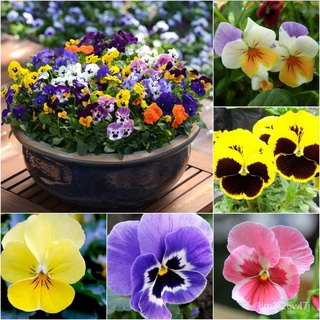 （เมล็ดพันธุ์ ถูก คละ）100pcs เมล็ดกะเทย pansy seeds ต้นไม้มงคล ต้นไม้ฟอกอากาศ ต้นไม้ประดับ เมล็ดบอนสี พันธุ์ไม้ดอก ไม้ประ