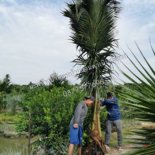 ต้นมะพร้าวน้ำหอมขุด​ล้อม​ต้นใหญ่อายุ​ 2 ปีครึ่ง