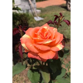 กุหลาบ​ ทรอปิคัล​ ซันเซ็ท​ (Tropical sunset rose)​