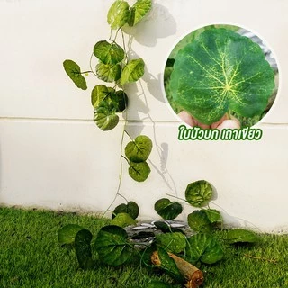 เถาวัลย์ใบไม้ประดิษฐ์ ใบบัวบก ใบองุ่น ใบเลื้อย ยาว 220cm เถาวัลย์ใบไม้ พวงเถาวัลย์ประดิษฐ์