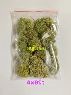 มอสแห้ง_หลายชนิด‼️ซื้อ3ฟรี1ถุง/ ซิป4x6นิ้ว‼️