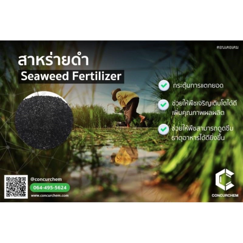 สาหร่ายดำSeaweedขนาด 25 กิโลกรัม