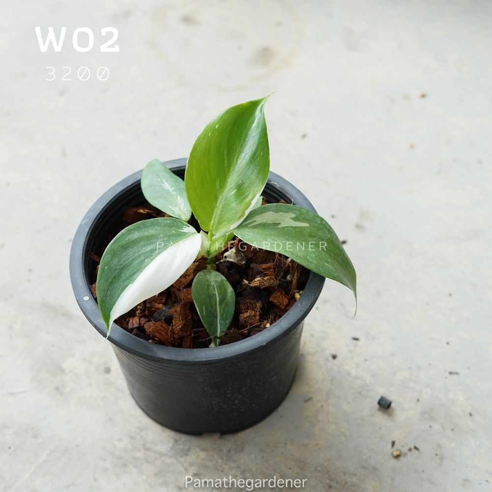 ต้นฟิโลเดนดรอน ไวท์ วิสาจ พ่อมดขาว (Philodendron White Wizard)