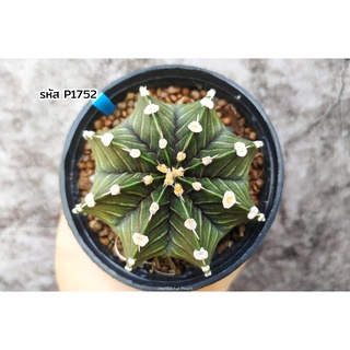 แคคตัส ยิมโนคาไลเซียม แอลบี2178 ไฮบริด (Gymnocalycium LB2178 Hybrid) กระบองเพชร ต้นกระบองเพชร