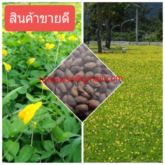 ขายส่ง เมล็ดพันธุ์ ถั่วบราซิล (บรรจุ200เมล็ด)ตกแต่งสวน ไม้ดอกไม้ประดับ ตกแต่งสนามหญ้า ตกแต่งริมระเบียง