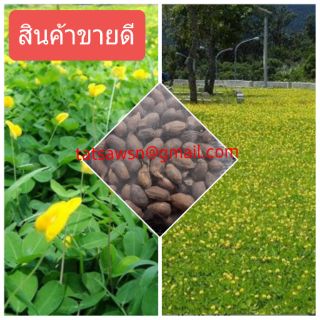 ขายส่ง เมล็ดพันธุ์ ถั่วบราซิล (บรรจุ200เมล็ด)ตกแต่งสวน ไม้ดอกไม้ประดับ ตกแต่งสนามหญ้า ตกแต่งริมระเบียง