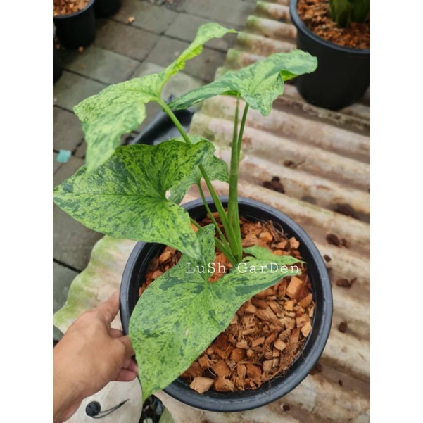 Sgngonium Mojito 😊😊🍃