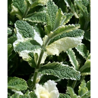 เมล็ดพันธุ์สะระแหน่หอมใบด่าง (Variegated Kitchen Mint Seed) บรรจุ 100 เมล็ด ของแท้ คุณภาพดี ราคาถูก นำเข้าจากต่างประเทศ