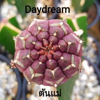 *ซื้อ 1 แถม 1* กระบองเพชร (Cactus) ไม้กราฟ โคลนเดย์ดรีม (Daydream) กราฟตอ 3 เหลี่ยม (รูป1-2เป็นรูปต้นแม่)