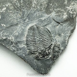 [อายุกว่า 505 ล้านปี!!!] #187 ฟอสซิล ไทรโลไบต์ Elrathia Kingi Trilobite ของแท้ ขนาดเล็ก บน Matrix จาก USA