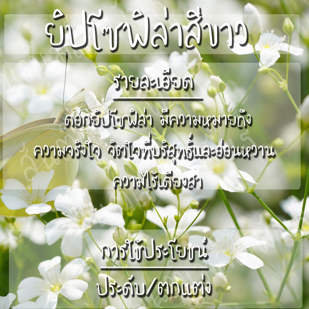 เมล็ดพันธุ์ ยิปโซฟิล่า สีขาว 300 เมล็ด White Gypsophila รูปที่ 3