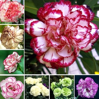 （อัตราการปลูกสูง）50pcs/bag Carnation Seeds Balcony Potted Courtyard Garden Plants Flower Seeds Home Decor Flower Seeds L