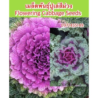 เมล็ดปูเล่สีม่วง20เมล็ดใบใหญ่ทรงสวย