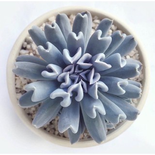 เมล็ดไม้อวบน้ำสีสวย💦ECHEVERIA TOPSY TURVY💦 20เมล็ด.-59