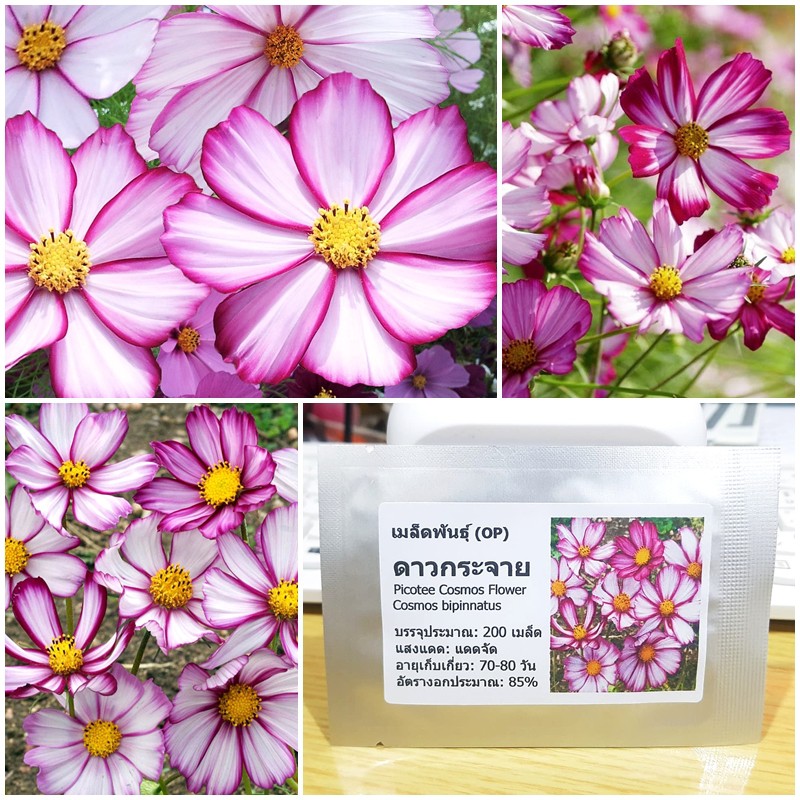 เมล็ดพันธุ์ ดาวกระจายพิโคที ดอกคอสมอส (Picotee Cosmos Flower Seed) บรรจุ 200 เมล็ด คุณภาพดี ราคาถูก ของแท้ 100%