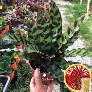 Green Plant Society Live Outdoor Plant Calathea Lancifolia/Rattlesnake Plant儿童/帽子/通心菜/内裤/花园/上衣/文胸/木瓜/鲜花/男装/ HJDG