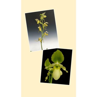 Paph.kolopakingii6203xPaph.primulinum var flavum6101 (ต้นเล็ก)