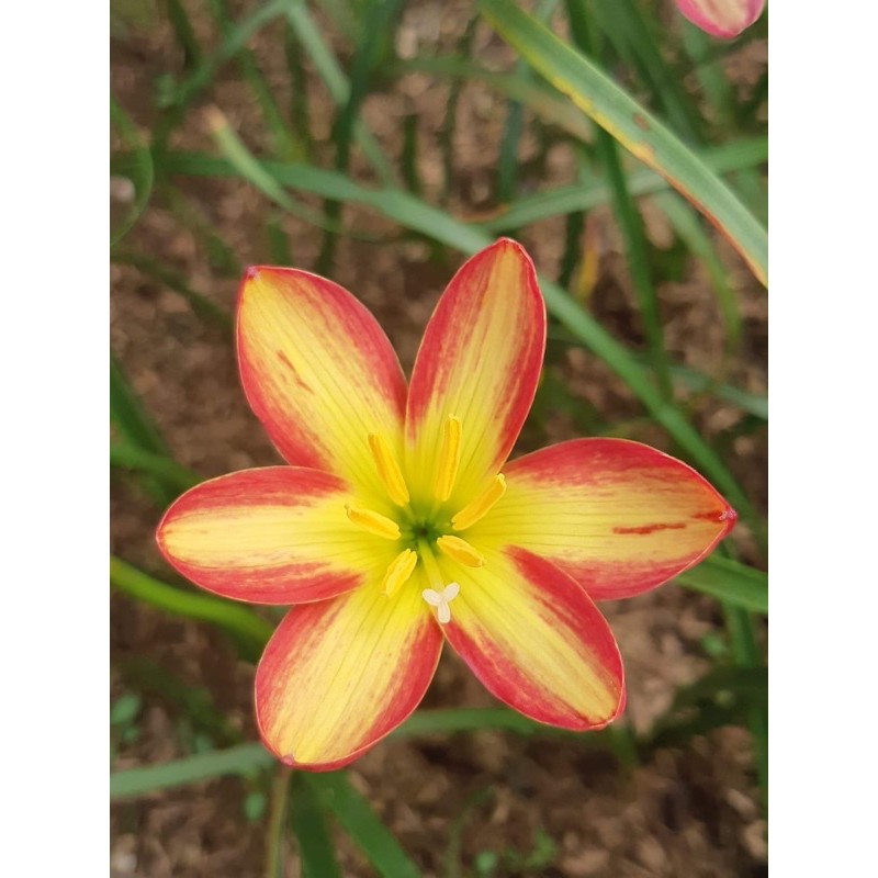 244ม.หัวดอกบัวดิน Snumpy หัวละ 50 บาท - รูปที่ 2