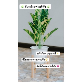 🌿ต้นกล้วยฟลอริด้า ต้นไม้มงคล ต้นไม้ปลอม🌿