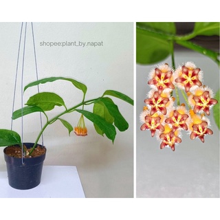 โฮย่าค้างคาว Hoya Praetorii, Hoya lasiantha