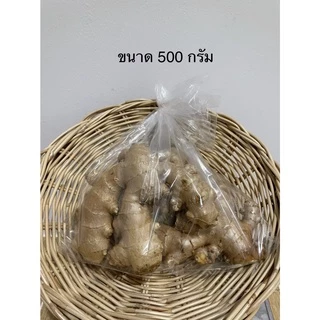 ขิง ขิงสด ขิงแก่ 🔥 500 กรัม และ 1 กิโลกรัม เบอร์ใหญ่ คัดคุณภาพ ผิวสวย กลิ่นหอม แพ็คสินค้าวันต่อวัน
