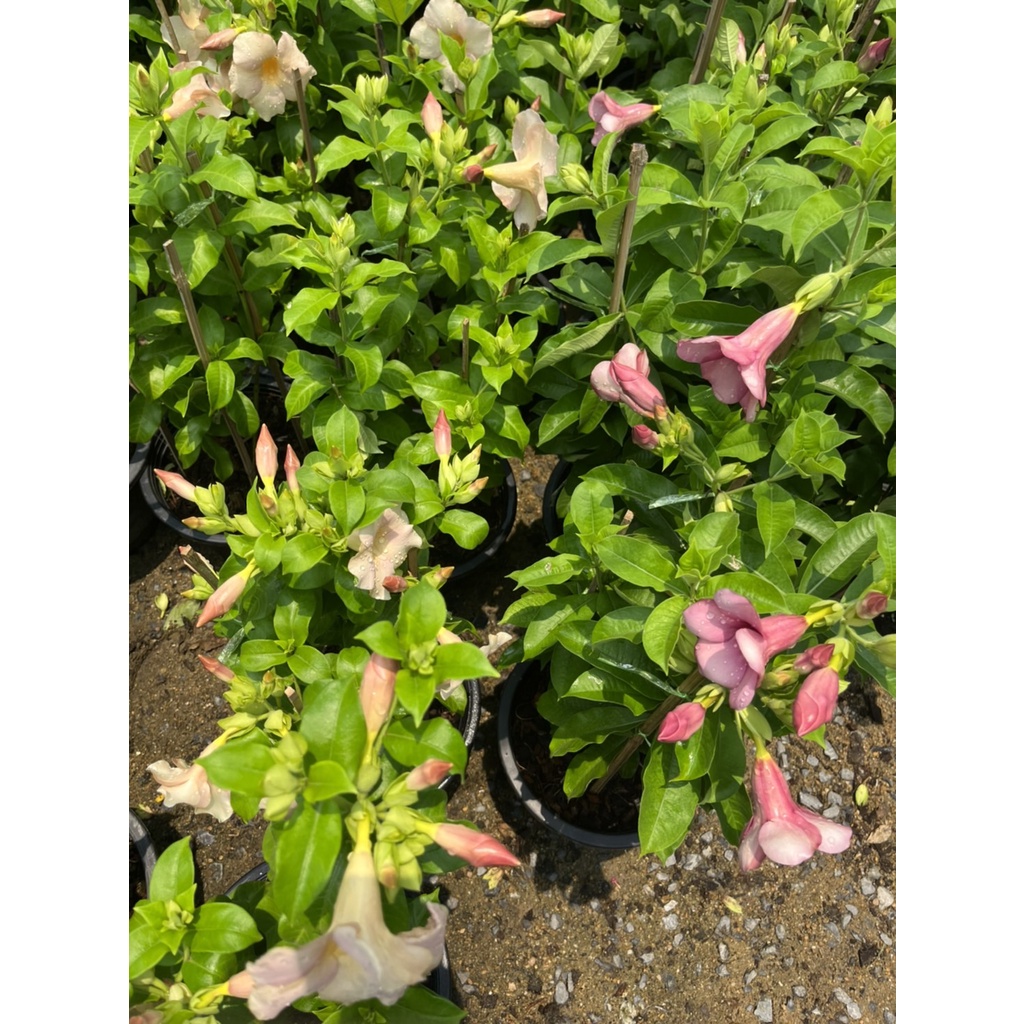 มุมมอง 3