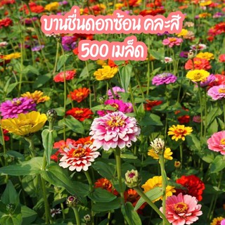 บานชื่นดอกซ้อน คละสี 500 เมล็ด คละสายพันธุ์