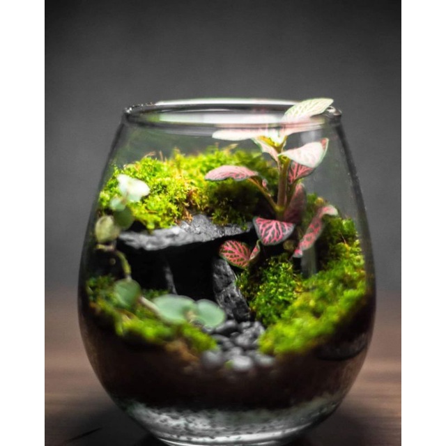 ต้นไม้ในขวดแก้ว สวนขวดterrariumต้นไม้จริงตกแต่งห้อง