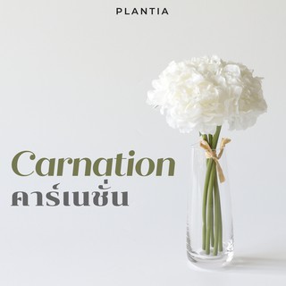 [พร้อมส่ง🚚] คาร์เนชั่นประดิษฐ์ - Artificial Carnation (ดอกคาเนชั่นปลอม ดอกไม้ประดิษฐ์ ดอกไม้ปลอม ช่อดอกไม้ประดิษฐ์)