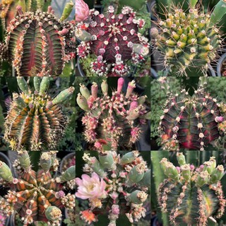 350-450เมล็ด++ = 128 บาท เมล็ดยิมโนด่างโคลนมีชื่อจ้าคุ้มมากๆๆ - Gymnocalycium mihanovichii f.variegatum hort.