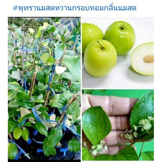 🍏#ต้นพุทรานมสด ต้นทาบกิ่งพร้อมติดลูกสูง60-80cm