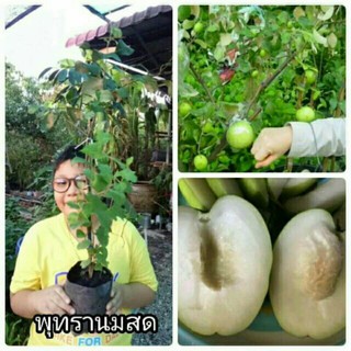 🍏#ต้นพุทรานมสด🍏(ต้นทาบให้ผลดกและไว)🍏