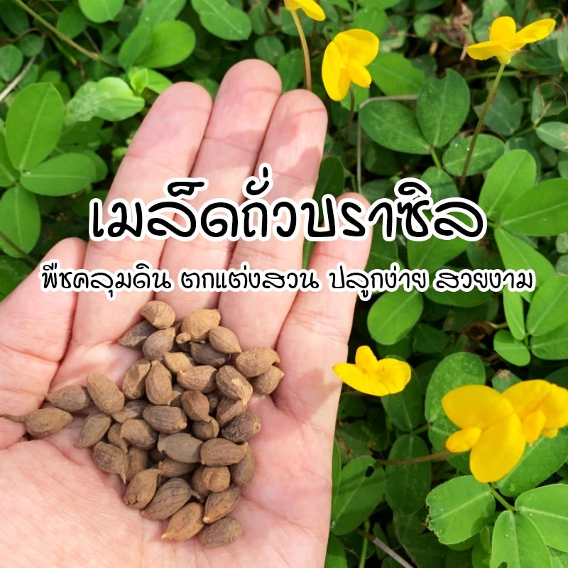 [ติดตามลด 20%] เมล็ดพันธุ์ถั่วบราซิล เมล็ดใหม่คัดพิเศษ พืชคลุมดินและตกแต่งสวน