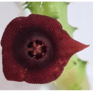 เก๋งจีนดอกมังกรแดง (Huernia schneideriana; Red Dragon), ไม้อวบน้ำ แคคตัส cactus