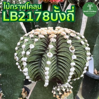 พร้อมส่ง แคคตัส ไม้กราฟ แม่พันธุ์ กระบองเพชร LB2178 บั้งถี่ LBแท้