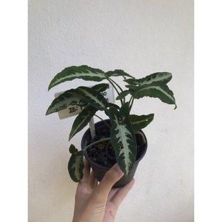 - Syngonium Wendlandii Green Velvet -