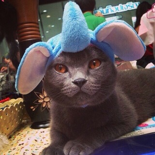 หมวกช้าง Dumbo S