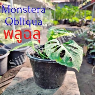 1 ต้น พลูฉลุ Monstera obliqua ต้นไม้ในร่ม ต้นไม้ฟอกอากาศ  ไม้มงคล จัดส่งพร้อมกระถาง 1-3 วันได้รับ