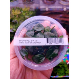 anubias nana petite @ADA  #ไม้เนื้อเยื้อ#ไม้น้ำ
#ปลอดเชื้อ หอยตะไคร่